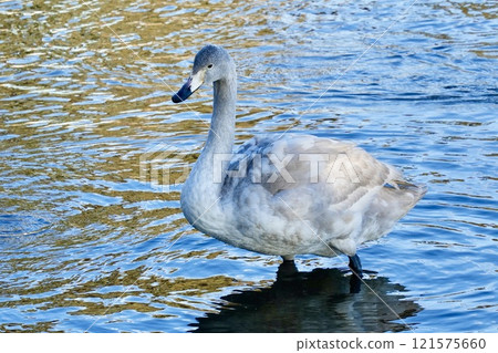 A cute little swan walking close up 121575660