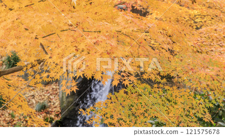 Kitanomaru公園秋葉 121575678