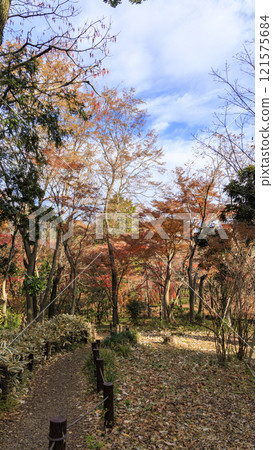 Kitanomaru公園秋葉 Kitanomaru公園秋葉 121575684