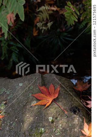 深秋的影像,楓葉落在地上 深秋的影像,楓葉落在地上 121575695