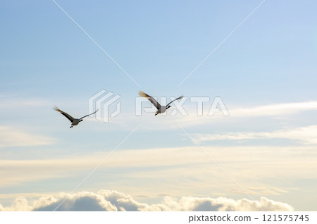 A red-crowned crane takes off from the river on a cold morning 121575745