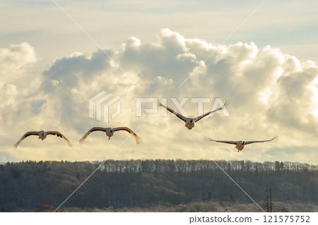 從棲息河起飛 121575752