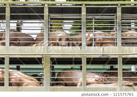 Close-up of pigs on a truck in Pingtung, Taiwan. 121575761