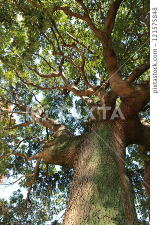 Nature Plants Tabunoki, a large evergreen broadleaf tree. It is originally from the southern region, but is relatively resistant to the cold. 121575848