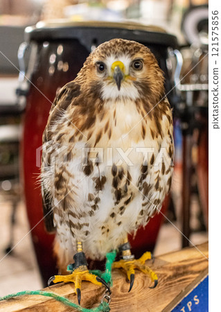 A red-tailed hawk with a puzzled look on its face A red-tailed hawk with a puzzled look on its face 121575856