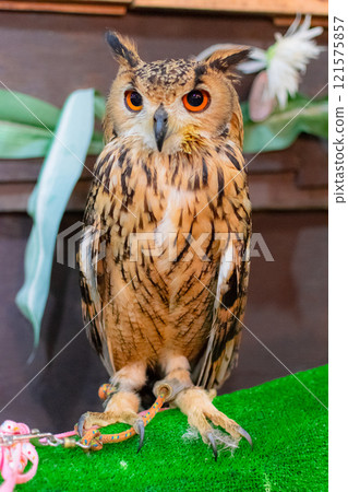 Bengal Eagle Owl Standing at Attention Bengal Eagle Owl Standing at Attention 121575857