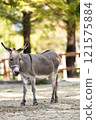 Donkey at Nonhoi Park Toyohashi 121575884