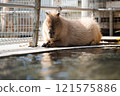 Capybaras kept at Nonhoi Park Toyohashi 121575886
