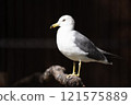 Black-tailed Gulls kept at Nonhoi Park Toyohashi 121575889