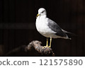 Black-tailed Gulls kept at Nonhoi Park Toyohashi 121575890
