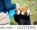 Red pandas kept at Nonhoi Park Toyohashi 121575891