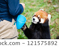 Red pandas kept at Nonhoi Park Toyohashi 121575892