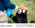 Red pandas kept at Nonhoi Park Toyohashi 121575893