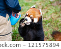 Red pandas kept at Nonhoi Park Toyohashi 121575894