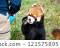 Red pandas kept at Nonhoi Park Toyohashi 121575895