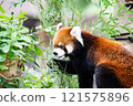 Red pandas kept at Nonhoi Park Toyohashi 121575896
