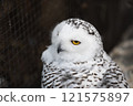 Owls kept at Nonhoi Park Toyohashi 121575897