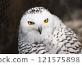Owls kept at Nonhoi Park Toyohashi 121575898