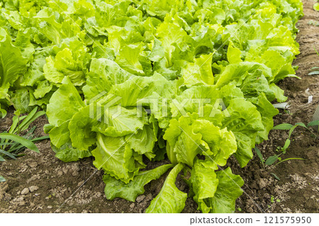 Fushan lettuce is soon to be harvested in Taiwan's farmland. 121575950