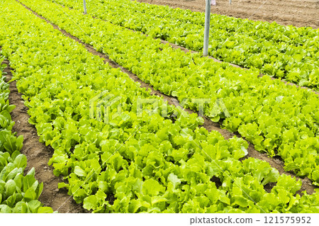 Fushan lettuce is soon to be harvested in Taiwan's farmland. 121575952