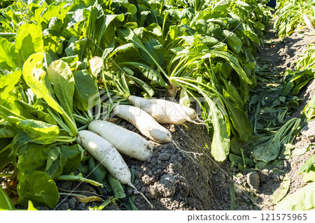 Freshly harvested White Jade Radishes are placed in farmland in Meinong, Kaohsiung, Taiwan. 121575965