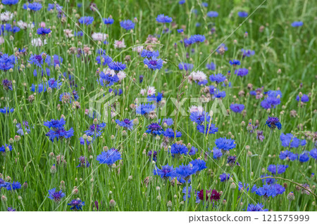 藍色矢車菊盛開的春天花田景觀 121575999