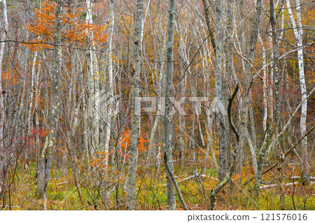 Late autumn forest [Hijiri Plateau] 121576016