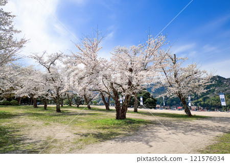<島根郡>月山富田城太鼓壇公園櫻花盛開、旗幟四月 121576034