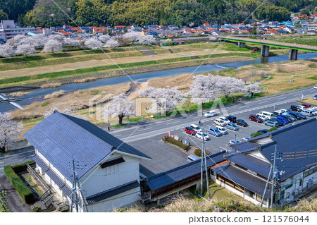 <Shimane Prefecture> Gassan Toda Castle, view from Senjodaira, cherry blossoms in full bloom, April 121576044