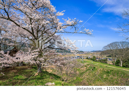 <島根郡>月山富田城太鼓壇公園櫻花盛開四月 <島根郡>月山富田城太鼓壇公園櫻花盛開四月 121576045