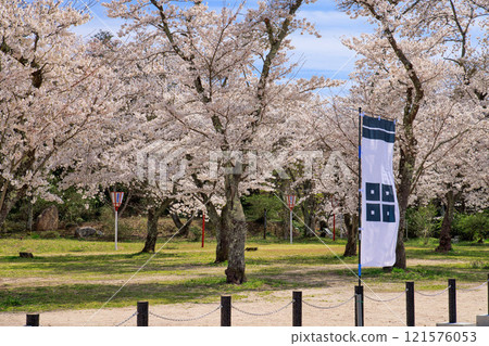 <島根郡>月山富田城太鼓壇公園櫻花盛開、旗幟四月 121576053