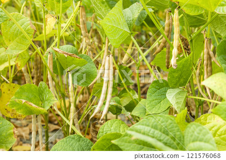 Close-up of adzuki pods growing in the farmland of Wandan, Pingtung, Taiwan. Close-up of adzuki pods growing in the farmland of Wandan, Pingtung, Taiwan. 121576068