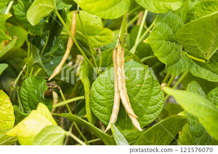 Close-up of adzuki pods growing in the farmland of Wandan, Pingtung, Taiwan. 121576070