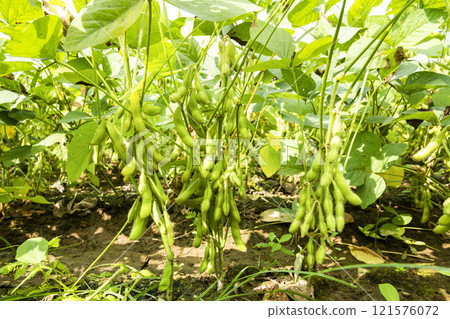 Close-up of edamame pods growing in the farmland of Wandan, Pingtung, Taiwan. Close-up of edamame pods growing in the farmland of Wandan, Pingtung, Taiwan. 121576072