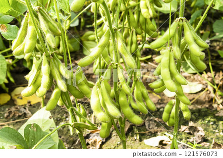Close-up of edamame pods growing in the farmland of Wandan, Pingtung, Taiwan. 121576073