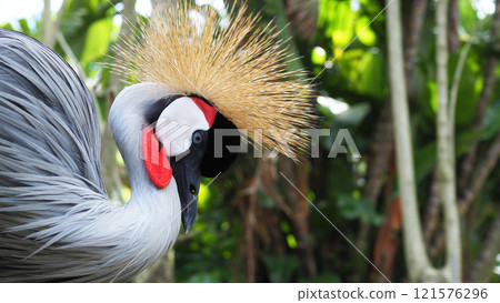 Grey Crowned Crane Close-up Macro 121576296