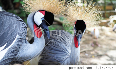 Grey Crowned Crane Close-up Macro Grey Crowned Crane Close-up Macro 121576297