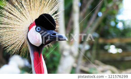 Grey Crowned Crane Close-up Macro 121576299