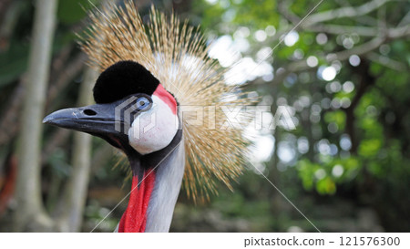 Grey Crowned Crane Close-up Macro Grey Crowned Crane Close-up Macro 121576300
