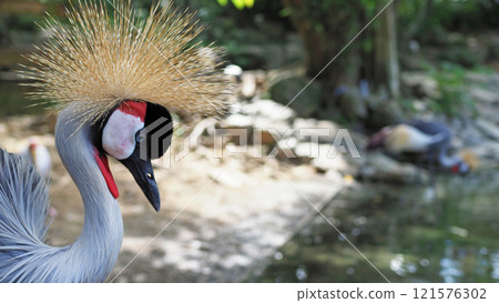 Grey Crowned Crane Close-up Macro Grey Crowned Crane Close-up Macro 121576302