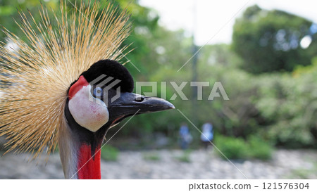 Grey Crowned Crane Close-up Macro 121576304