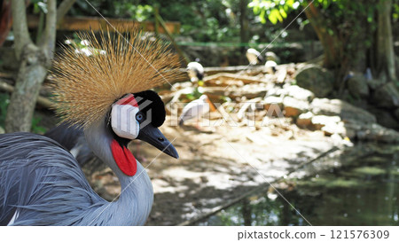 Grey Crowned Crane Close-up Macro 121576309