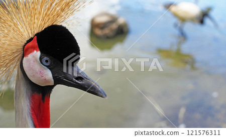 Grey Crowned Crane Close-up Macro Grey Crowned Crane Close-up Macro 121576311
