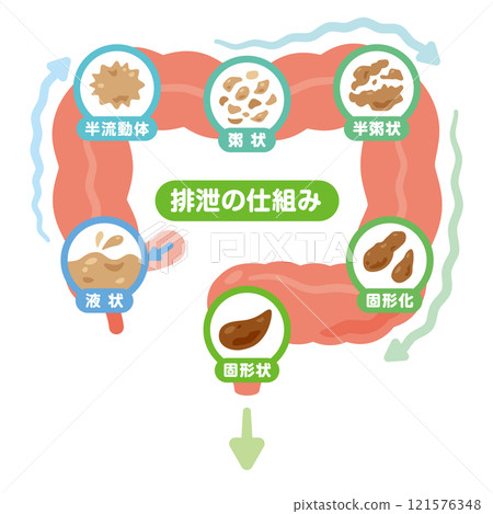 Illustration of the mechanism of excretion 121576348