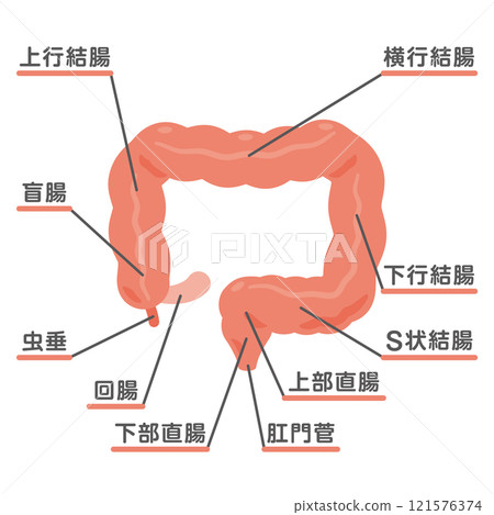 Illustration of the structure of the large intestine Illustration of the structure of the large intestine 121576374