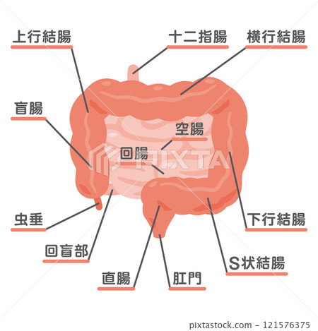 大腸和小腸的結構圖 大腸和小腸的結構圖 121576375