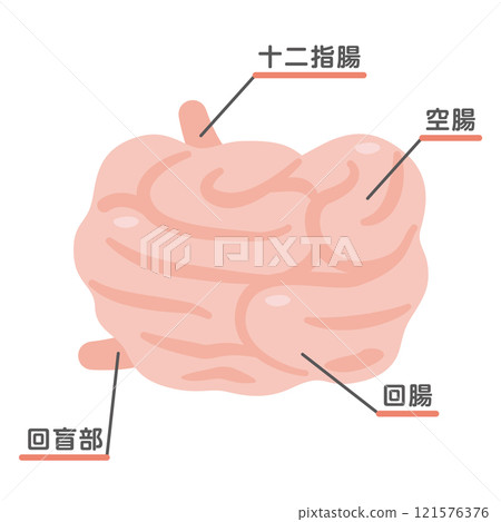 Illustration of the structure of the small intestine Illustration of the structure of the small intestine 121576376