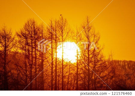 The sun rises over the larch forest 121576460