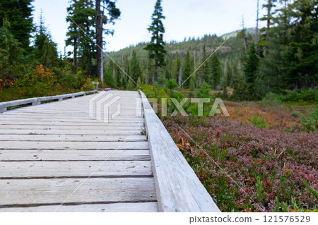 Alpine meadow with trees in fall with wooden boardwalk trail. Alpine meadow with trees in fall with wooden boardwalk trail. 121576529