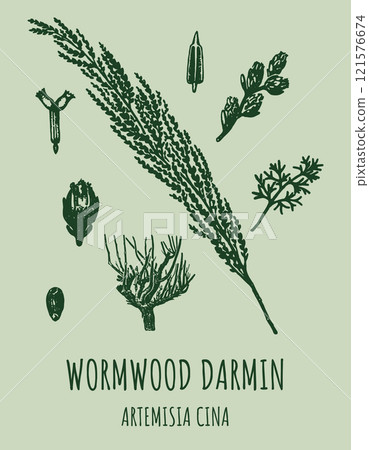 DARMIN Wormwood (Artemisia cina) illustration. Wormwood branch, leaves and wormwood flowers. Cosmetics and medical plant. DARMIN Wormwood (Artemisia cina) illustration. Wormwood branch, leaves and wormwood flowers. Cosmetics and medical plant. 121576674